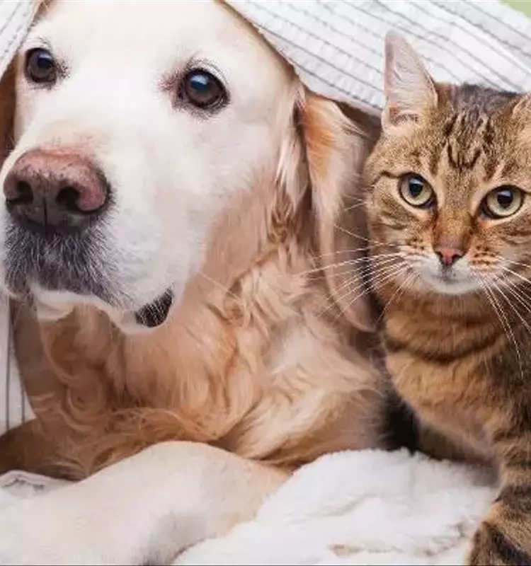 Treat Your Pets Right with Zooplus: The Ultimate Pet Paradise