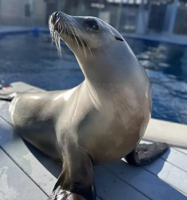 Sea Lion Ronan Redefines Rhythmic Abilities in Animals