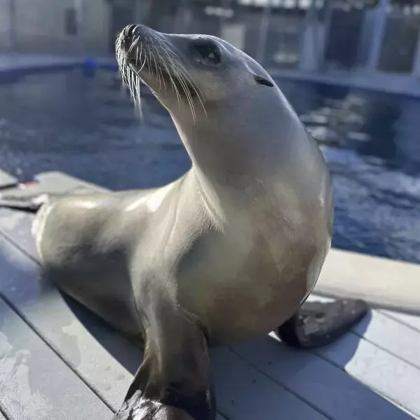 Sea Lion Ronan: A Star Performer in the World of Rhythmic Ability