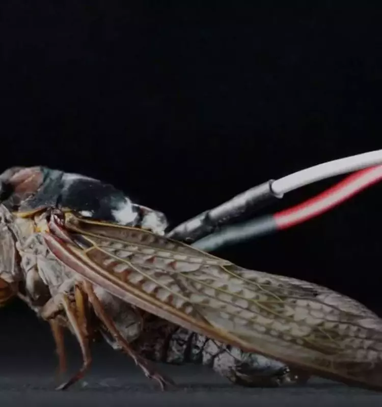Cyborg Cicadas: Nature's Speakers Get an Electronic Upgrade