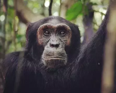 Chimpanzees' Drumming Unveils Evolutionary Roots of Human Rhythm
