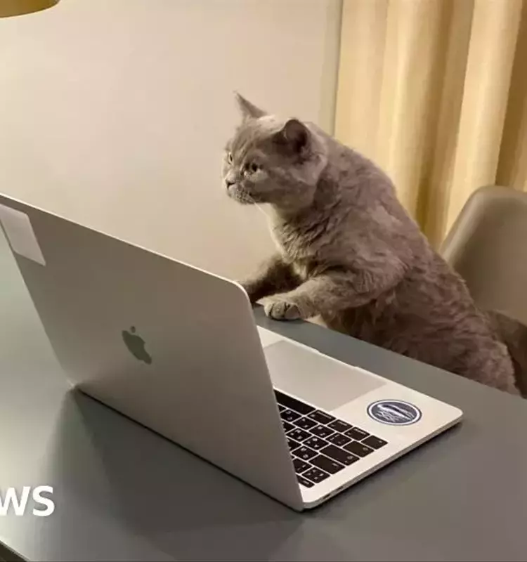 Unique Role: Caring for a Corporate Cat in London