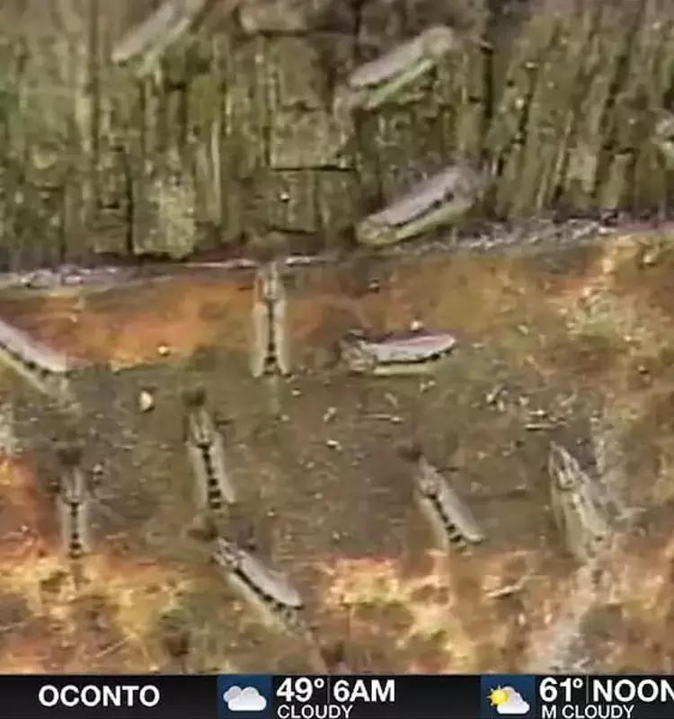 Local DJ Tackles Annoying Lake Flies with Humor and Music