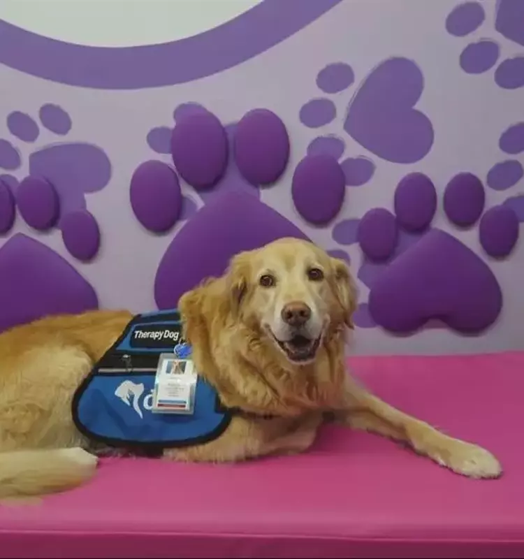 Brayden's Legacy: A Mission to Reunite Hospitalized Children with Their Beloved Pets