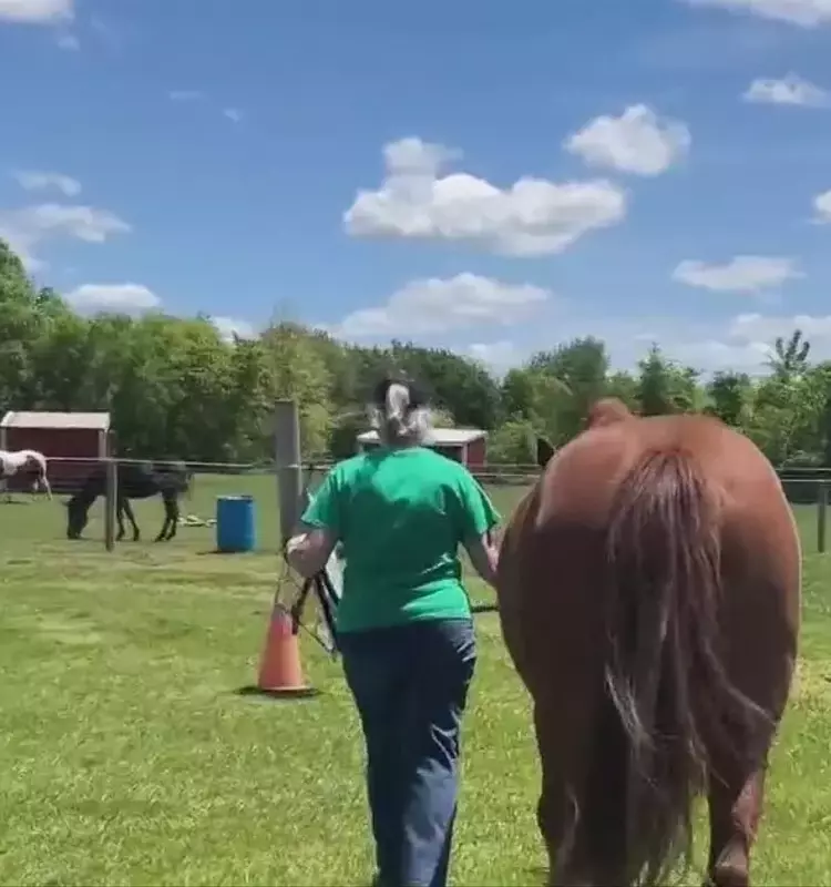 Empowering Young Hearts: A Unique Equestrian Initiative in Michigan