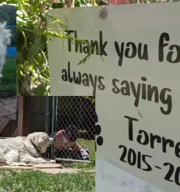 A Beloved Canine Companion: Remembering Torren