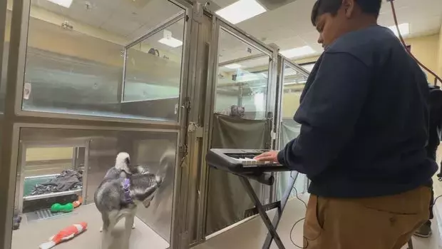 Music Therapy Brings Comfort to Shelter Dogs in Denver