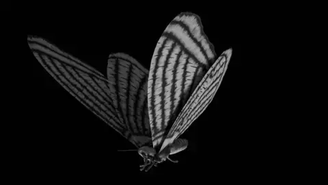 Harmony of Nature: A Sonic Journey Through Moth Activity