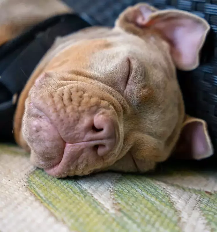 Chill Vibes: TikTok Sensation Ragnar the Dog Shows How Music Soothes the Canine Soul