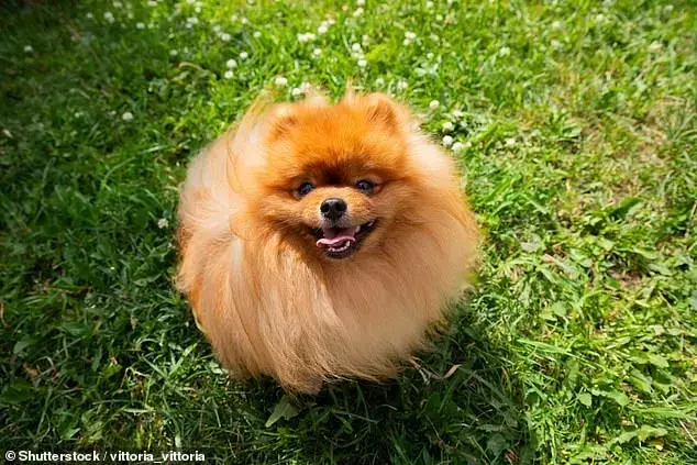 Addressing Canine Complaints: Legalities and Behavioral Solutions for Barking Dogs