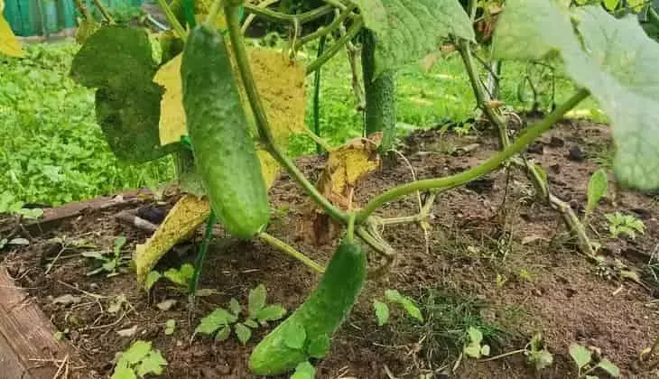 Secretos para Prevenir el Amargor en los Pepinos: Una Guía Integral para Jardineros