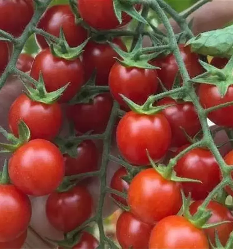 Secretos Genéticos del Tomate: Avances en Fitomejoramiento y Farmacología