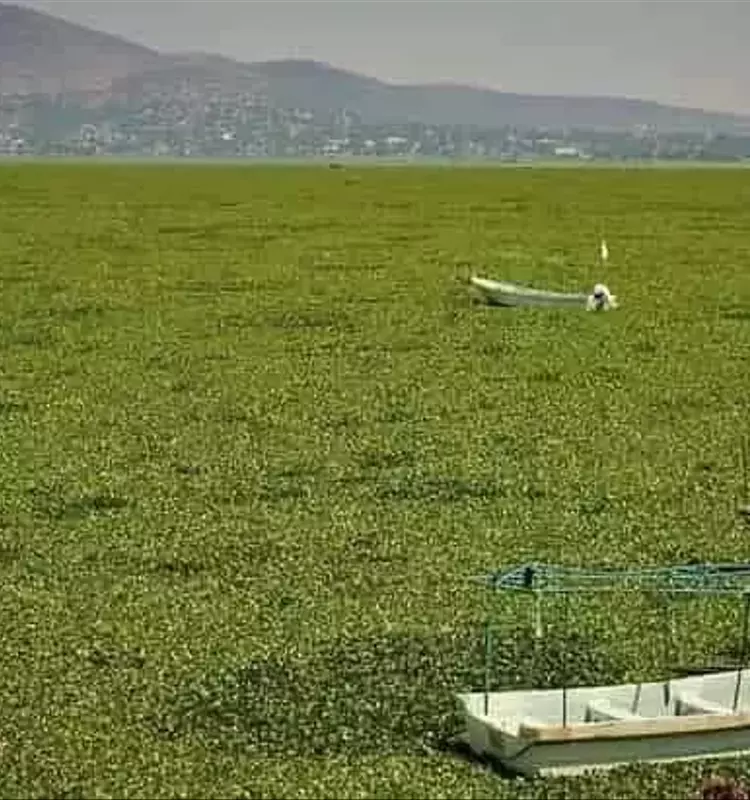 La Transformación de una Plaga Acuática en Riqueza Agrícola: El Jacinto de Agua como Fuente de Fertilizantes Sostenibles