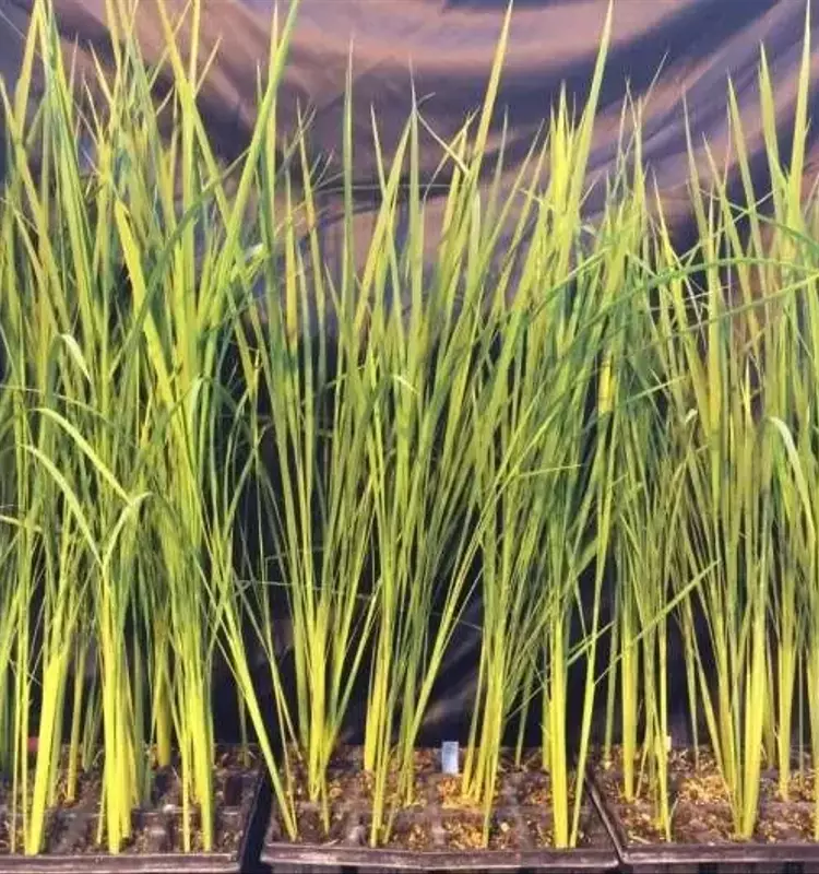 Cosecha Futura: Cultivando Alimentos en el Espacio Profundo