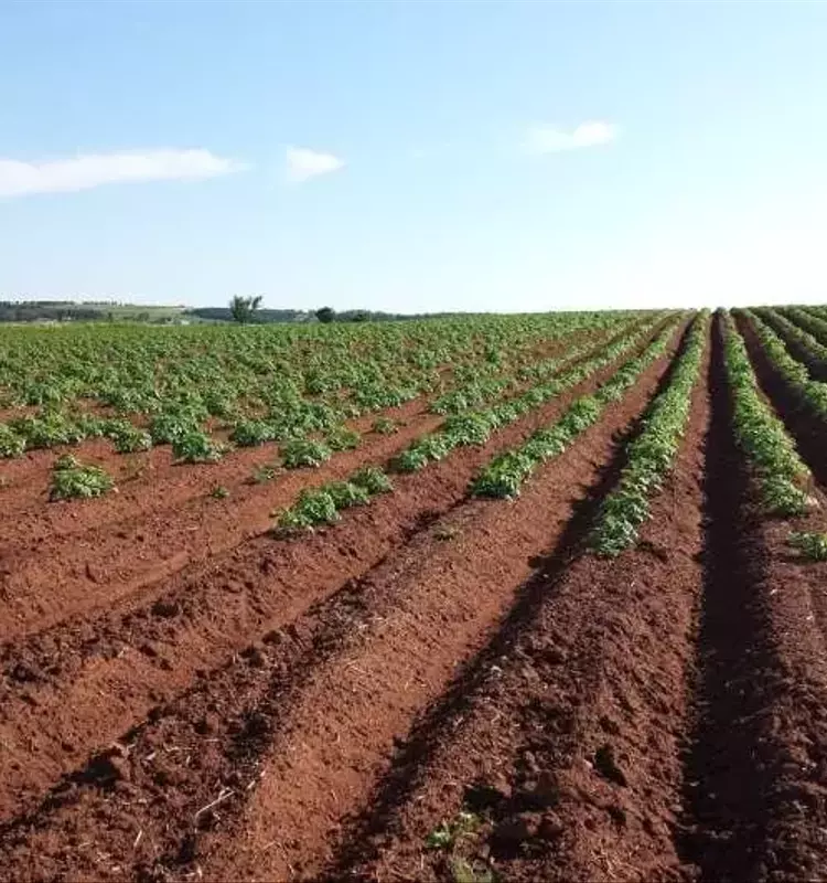 Innovación Agrícola: La Cal Agrícola como Sumidero de CO₂ en EE. UU.