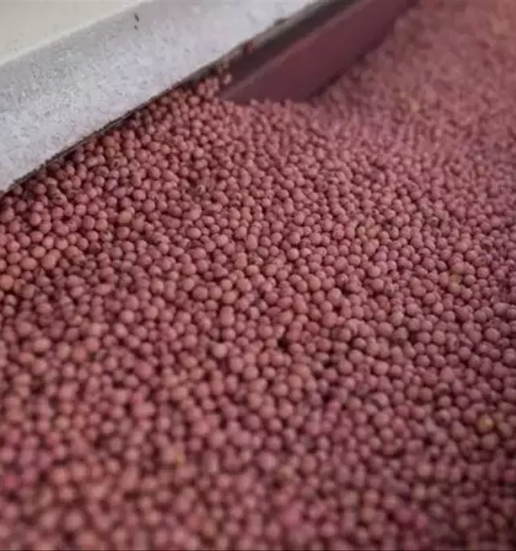 Argentina Logra Cosecha Histórica de Soja: Un Hito en Seis Años