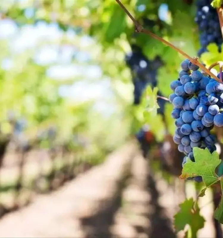 Un Nuevo Estudio Revela que el Impacto Ambiental de los Pesticidas Usados en Viticultura Podría Estar Subestimado