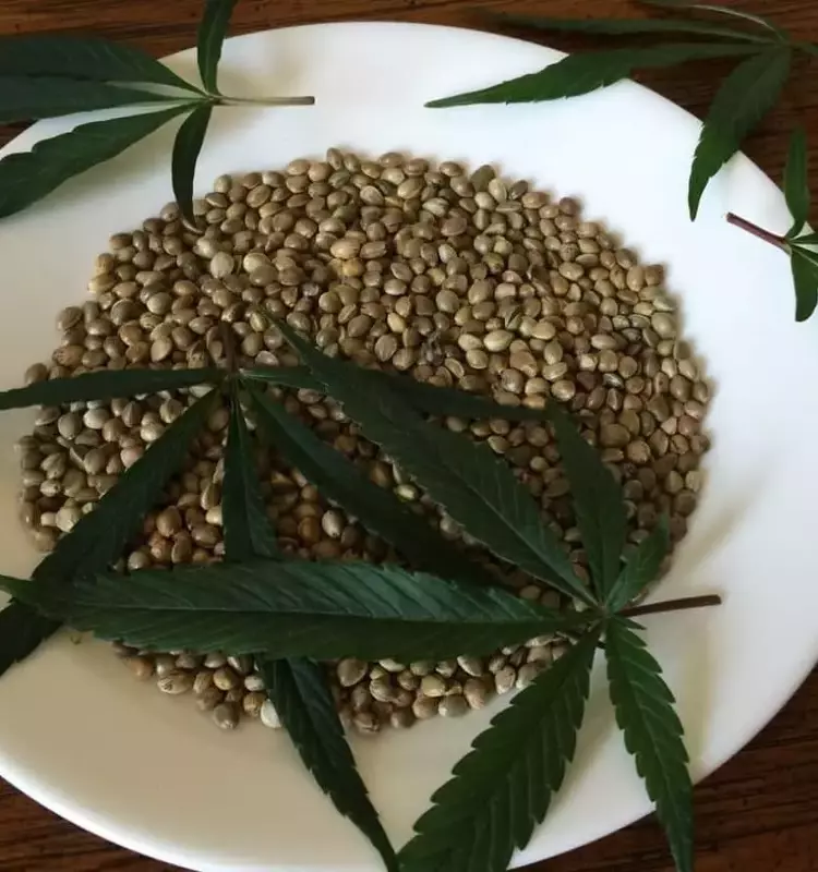 Guía Completa para la Adquisición y Cultivo de Semillas de Cannabis en España