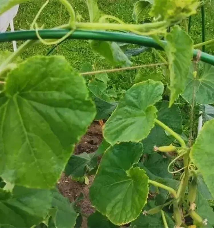 Sulfato de Potasio y Magnesio: Un Impulso Esencial para la Salud Vegetal y Cosechas Óptimas