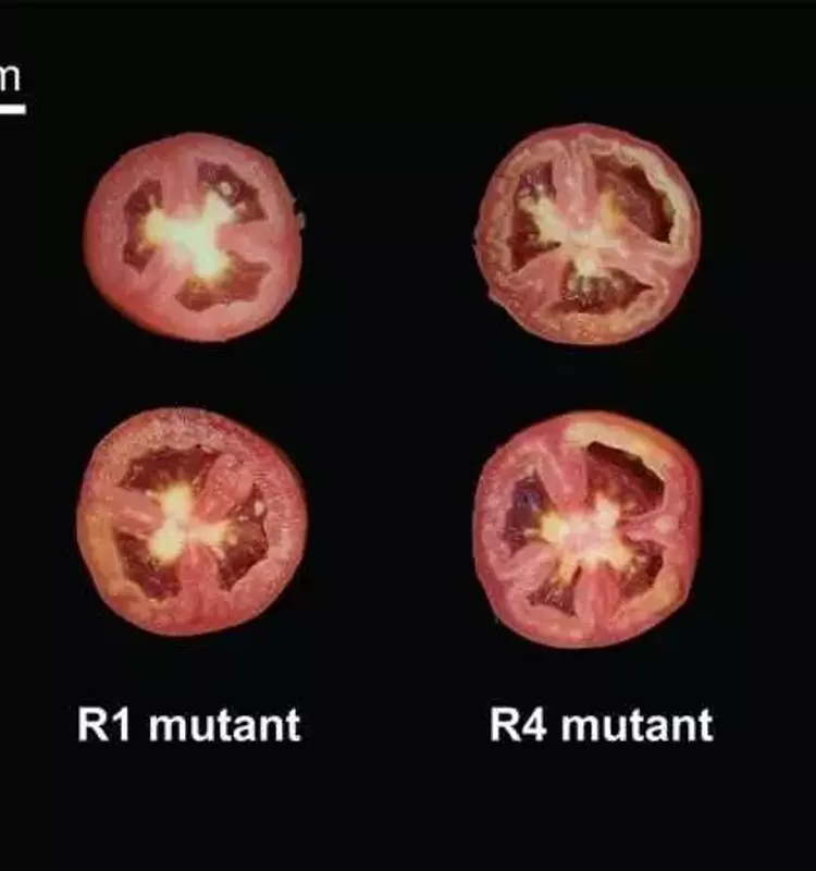 La Genética del Tomate: Más Allá de la Simple Suma de Genes