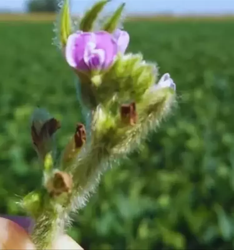 La Polinización Apícola Revoluciona la Producción de Soja: Aumentos Significativos en Rendimiento y Calidad
