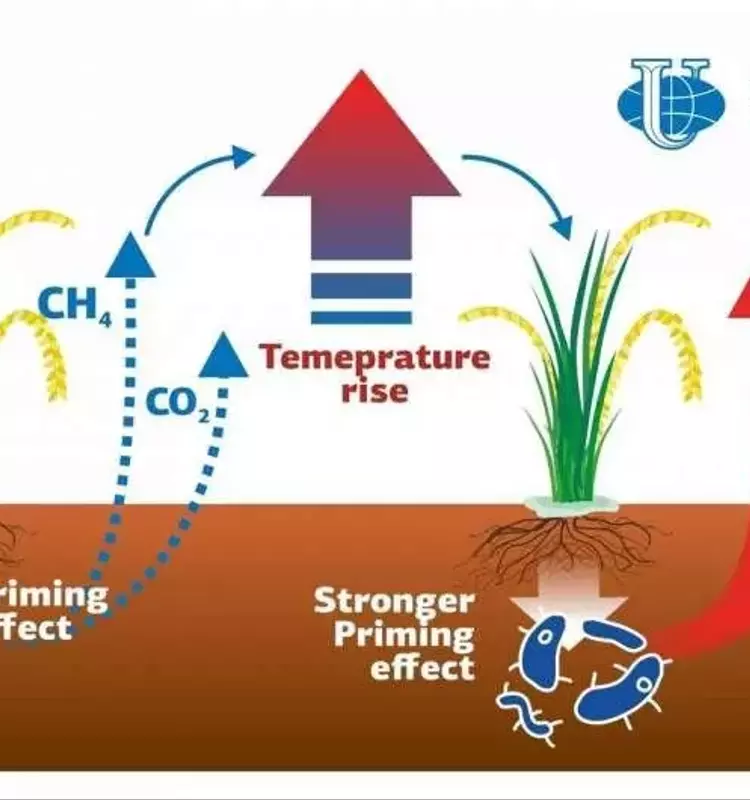 Impacto del Calentamiento Global en las Emisiones de Gases de Efecto Invernadero de los Arrozales