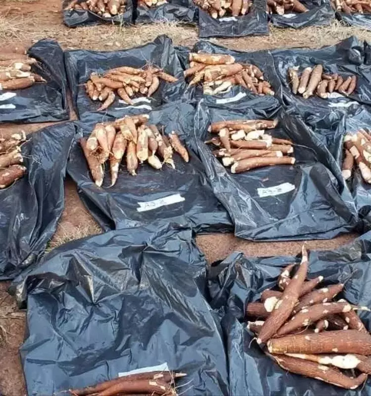 Optimización del Cultivo de Yuca: El Impacto Crucial del Encalado y el Fósforo