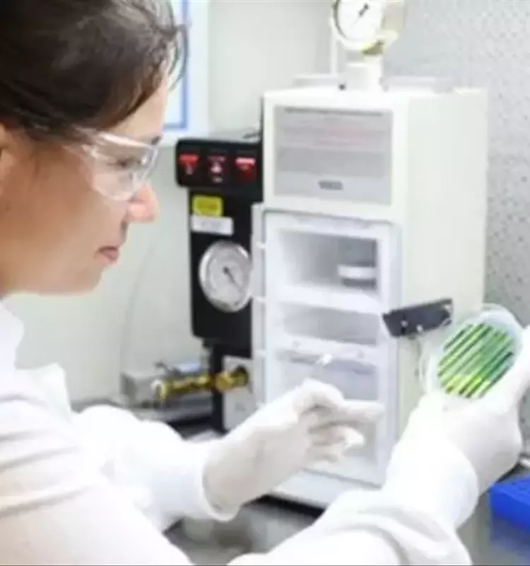Algas: La Maravilla Microscópica que Impulsa el Futuro de la Biotecnología y la Medicina Regenerativa