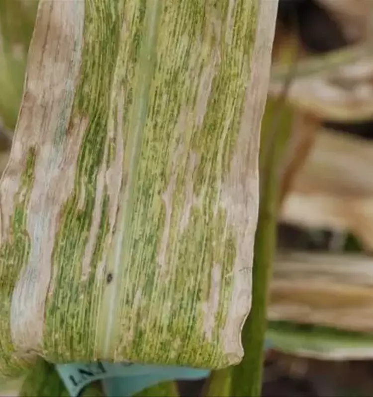 Kenia Lanza Innovadora Aplicación para Erradicar la Necrosis Letal del Maíz