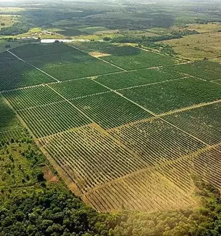 Optimización Forestal: El Impacto de la Distribución Aleatoria de Árboles en la Productividad