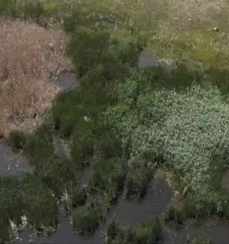 Drones: Avance Crucial en el Control Sostenible del Carrizo Común