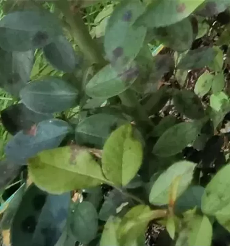 Combatiendo la Mancha Negra: Guía Completa para el Cuidado de Rosas