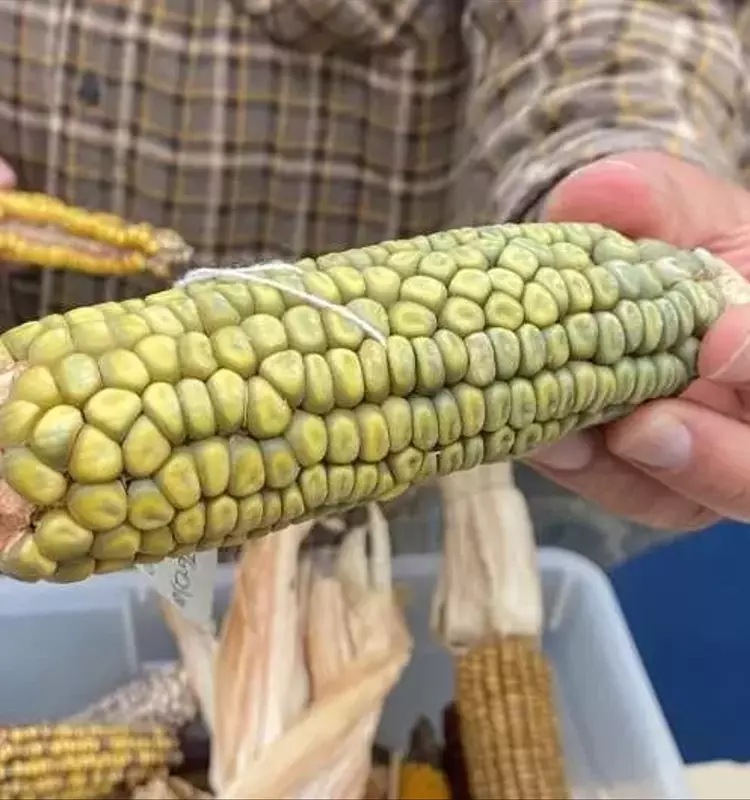 La Genética del Maíz Mutante en Peligro: Un Tesoro Agrícola Amenazado