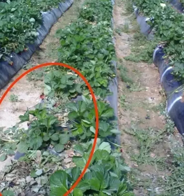 Desafíos y Soluciones en la Fumigación de Suelos para el Cultivo de Fresa en Andalucía
