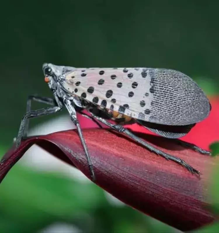 La plaga de la mosca linterna amenaza la industria vinícola de Pensilvania