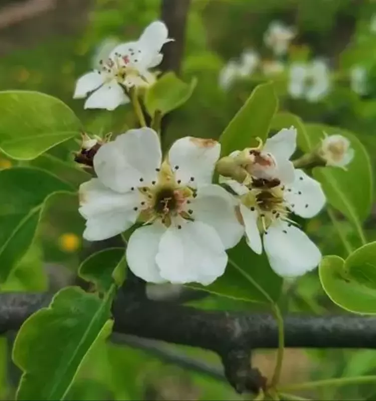 Un Nuevo Aliado del Suelo Contra el Tizón Bacteriano en Frutales