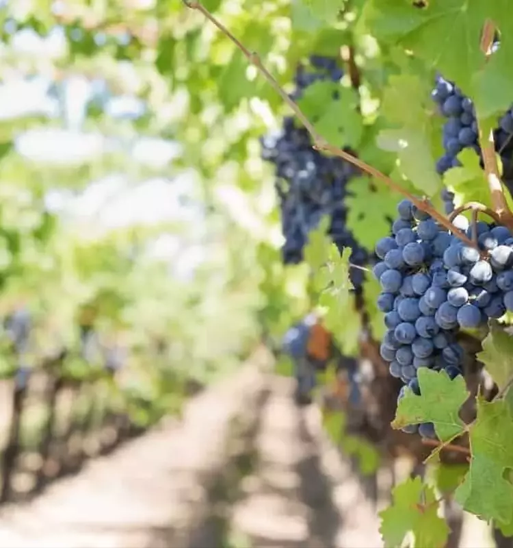 Innovación Sostenible: Viticultores de la UE Buscan Minifábricas de Biopesticidas y Biofertilizantes