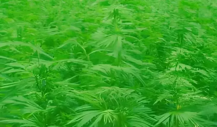 Avances genéticos revolucionan la producción de semillas de cáñamo industrial