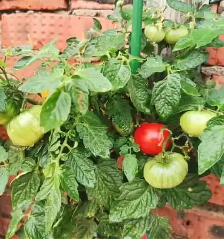 Optimización del Cultivo de Tomates en Verano: Nutrición, Riego y Protección