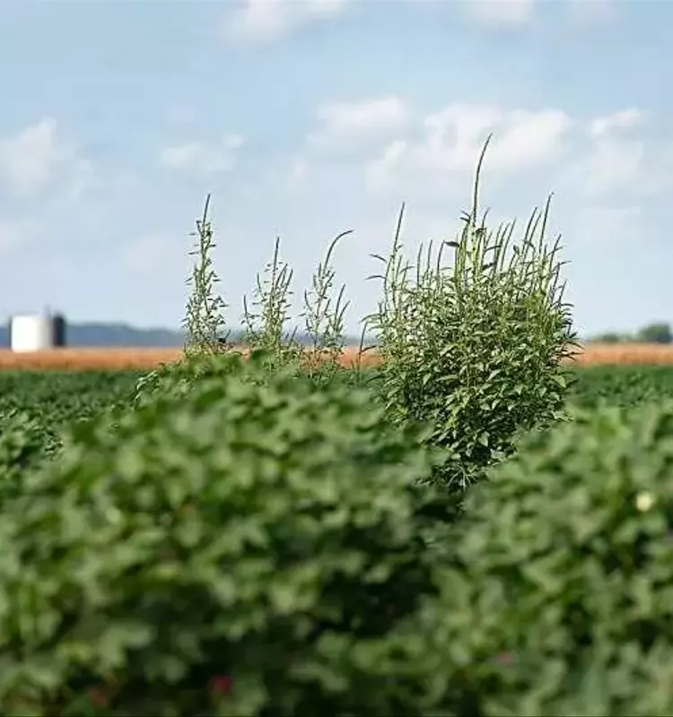 Impacto del Clima Húmedo en la Agricultura: Un Desafío Constante para los Cultivos