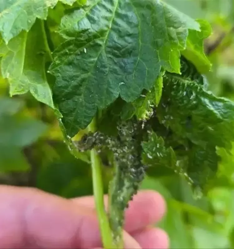 Amoníaco como Solución Ecológica contra Plagas en Jardinería y Cultivos