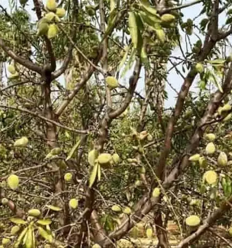 Batalla por la Abamectina: Productores de Almendra en España Contra la Araña Roja