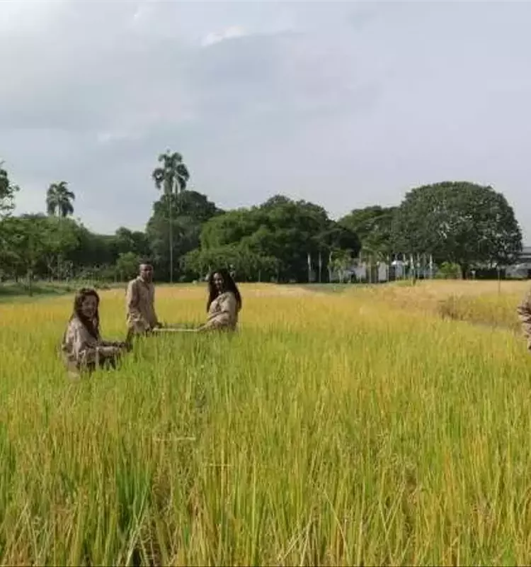 Arroz Biofortificado en Colombia: Un Salto Nutricional con Alta Demanda del Consumidor