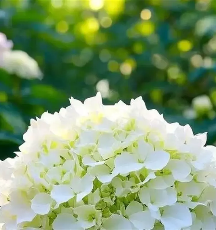 Hojas de hortensia amarillas: causas y soluciones rápidas