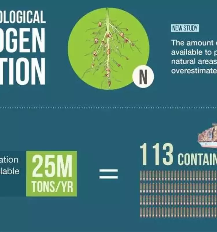 Nuevas Perspectivas sobre la Fijación de Nitrógeno en Ecosistemas Naturales