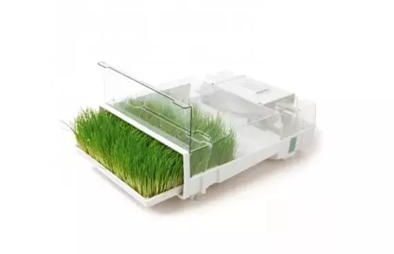 El Arte de Germinar Semillas en Casa: Guía Completa para Brotes Saludables