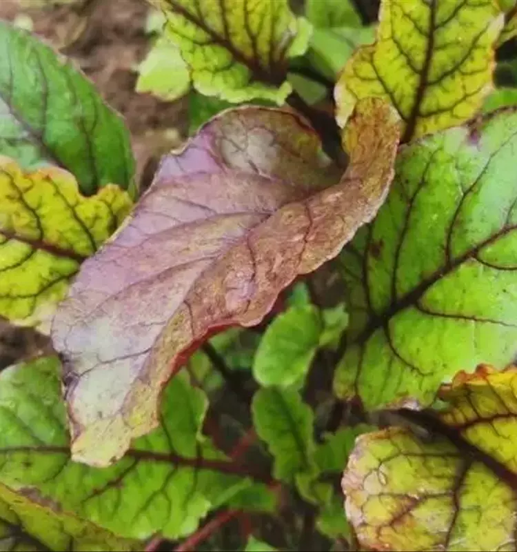 Optimización del Cultivo de Remolacha: Guía Esencial de Nutrición en Julio para Mayor Jugosidad y Durabilidad