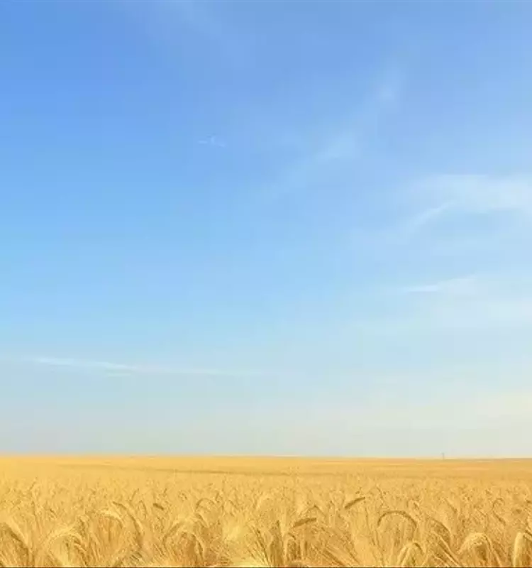 Polonia Impulsa el Cultivo de Centeno Híbrido de Invierno para Mayor Resiliencia Agrícola