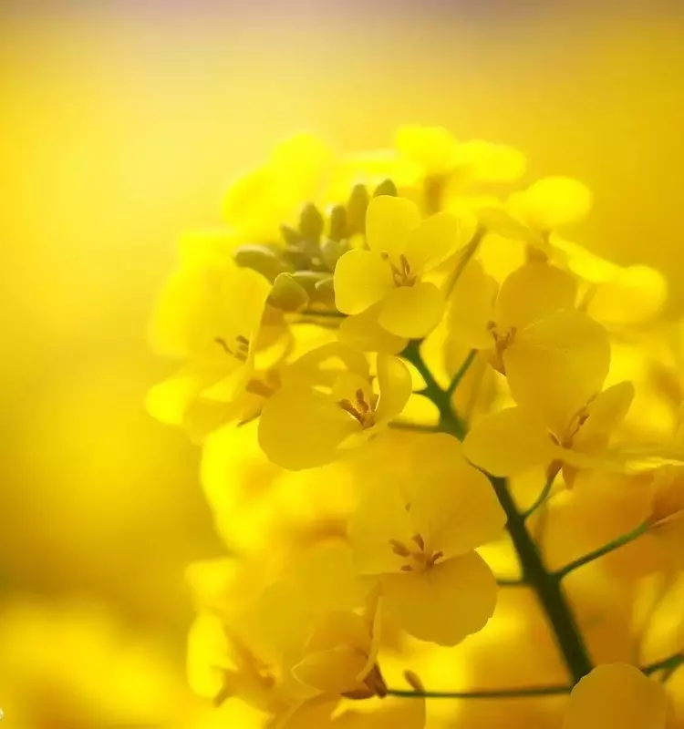 Innovación Agrícola: Bioestimulantes de Silicio y Siembra Tardía para Proteger la Colza
