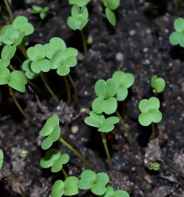 Febrero: La Época Crucial para la Siembra en tu Jardín y Huerto